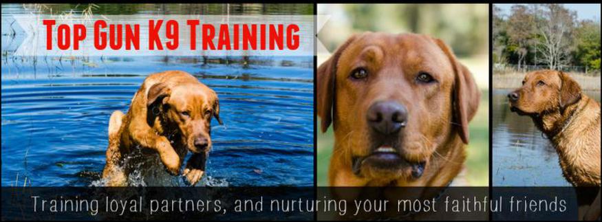 top k9 training